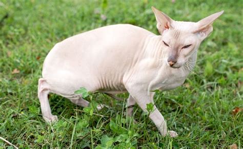 The Peterbald, Oriental Type Cat With A Graceful Body Without Hair